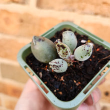 Load image into Gallery viewer, Adromischus cooperi &#39;Festivus&#39; &#39;White Seal Pups&#39; - 66mm
