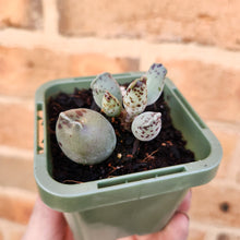 Load image into Gallery viewer, Adromischus cooperi &#39;Festivus&#39; &#39;White Seal Pups&#39; - 66mm
