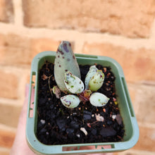 Load image into Gallery viewer, Adromischus cooperi &#39;Festivus&#39; &#39;White Seal Pups&#39; - 66mm
