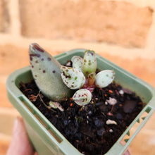Load image into Gallery viewer, Adromischus cooperi &#39;Festivus&#39; &#39;White Seal Pups&#39; - 66mm
