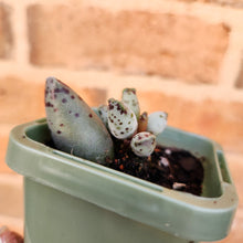 Load image into Gallery viewer, Adromischus cooperi &#39;Festivus&#39; &#39;White Seal Pups&#39; - 66mm
