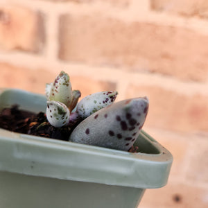 Adromischus cooperi 'Festivus' 'White Seal Pups' - 66mm