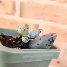 Load image into Gallery viewer, Adromischus cooperi &#39;Festivus&#39; &#39;White Seal Pups&#39; - 66mm
