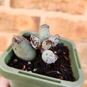 Adromischus cooperi 'Festivus' 'White Seal Pups' - 66mm