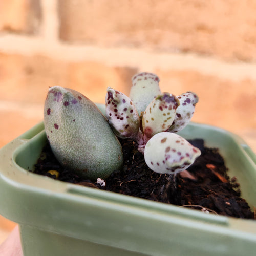 Adromischus cooperi 'Festivus' 'White Seal Pups' - 66mm