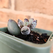 Load image into Gallery viewer, Adromischus cooperi &#39;Festivus&#39; &#39;White Seal Pups&#39; - 66mm
