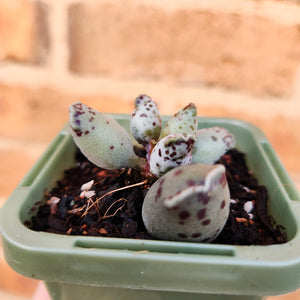 Adromischus cooperi 'Festivus' 'White Seal Pups' - 66mm