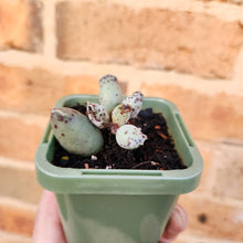 Load image into Gallery viewer, Adromischus cooperi &#39;Festivus&#39; &#39;White Seal Pups&#39; - 66mm
