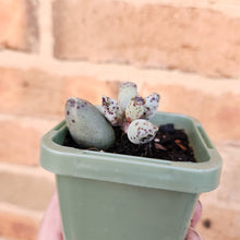 Load image into Gallery viewer, Adromischus cooperi &#39;Festivus&#39; &#39;White Seal Pups&#39; - 66mm
