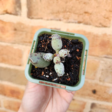 Load image into Gallery viewer, Adromischus cooperi &#39;Festivus&#39; &#39;White Seal Pups&#39; - 66mm
