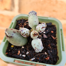 Load image into Gallery viewer, Adromischus cooperi &#39;Festivus&#39; &#39;White Seal Pups&#39; - 66mm
