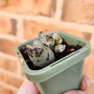 Adromischus cooperi 'Festivus' 'White Seal Pups' - 66mm
