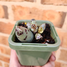 Load image into Gallery viewer, Adromischus cooperi &#39;Festivus&#39; &#39;White Seal Pups&#39; - 66mm
