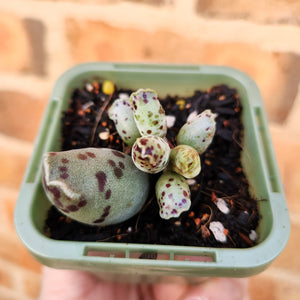 Adromischus cooperi 'Festivus' 'White Seal Pups' - 66mm
