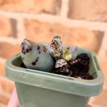 Load image into Gallery viewer, Adromischus cooperi &#39;Festivus&#39; &#39;White Seal Pups&#39; - 66mm
