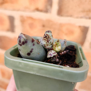 Adromischus cooperi 'Festivus' 'White Seal Pups' - 66mm
