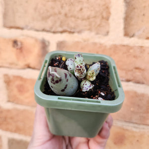 Adromischus cooperi 'Festivus' 'White Seal Pups' - 66mm