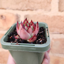 Load image into Gallery viewer, Echeveria agavoides La Virgin - 66mm
