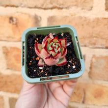 Load image into Gallery viewer, Echeveria agavoides La Virgin - 66mm
