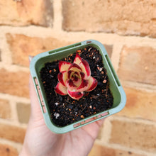 Load image into Gallery viewer, Echeveria agavoides La Virgin - 66mm

