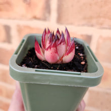 Load image into Gallery viewer, Echeveria agavoides La Virgin - 66mm
