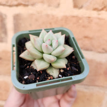 Load image into Gallery viewer, Echeveria J.C. Van Keppel - 66mm
