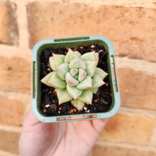 Load image into Gallery viewer, Echeveria J.C. Van Keppel - 66mm
