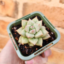Load image into Gallery viewer, Echeveria J.C. Van Keppel - 66mm
