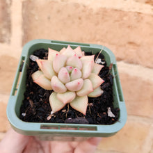 Load image into Gallery viewer, Echeveria J.C. Van Keppel - 66mm

