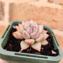 Load image into Gallery viewer, Echeveria J.C. Van Keppel - 66mm
