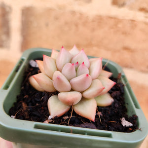 Echeveria J.C. Van Keppel - 66mm