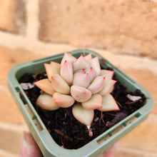 Load image into Gallery viewer, Echeveria J.C. Van Keppel - 66mm

