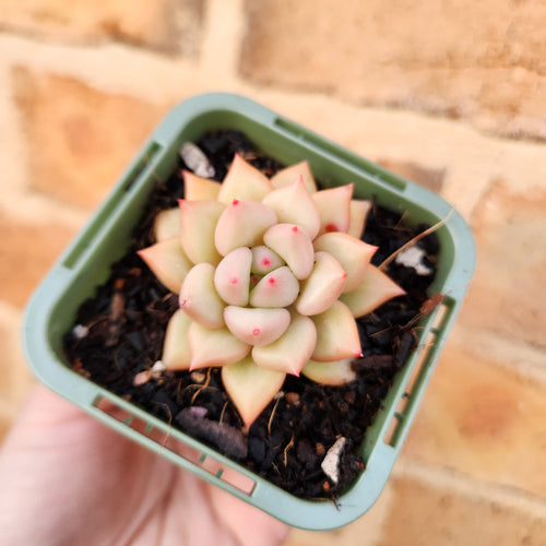 Echeveria J.C. Van Keppel - 66mm