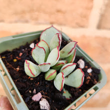 Load image into Gallery viewer, Cotyledon Choco Line - 66mm

