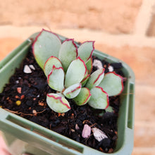 Load image into Gallery viewer, Cotyledon Choco Line - 66mm
