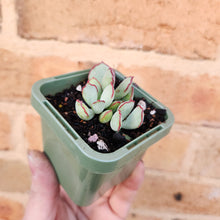 Load image into Gallery viewer, Cotyledon Choco Line - 66mm
