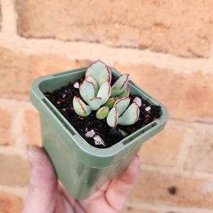 Cotyledon Choco Line - 66mm