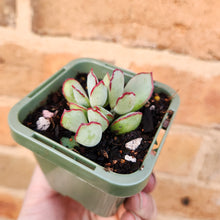Load image into Gallery viewer, Cotyledon Choco Line - 66mm
