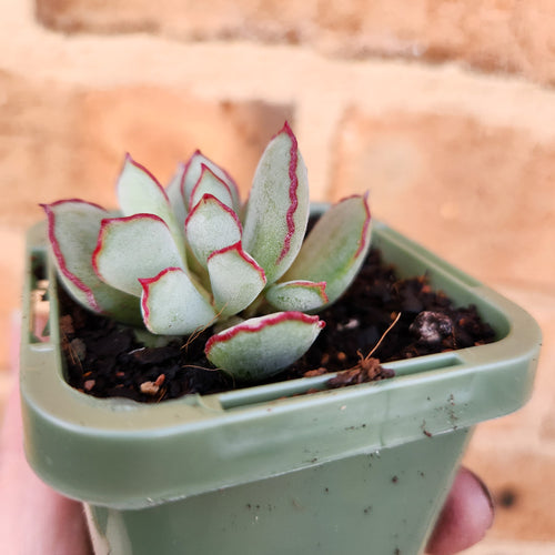 Cotyledon Choco Line - 66mm