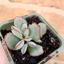 Load image into Gallery viewer, Cotyledon Choco Line - 66mm
