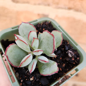 Cotyledon Choco Line - 66mm