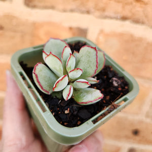 Cotyledon Choco Line - 66mm