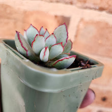 Load image into Gallery viewer, Cotyledon Choco Line - 66mm
