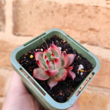 Load image into Gallery viewer, Echeveria Amestro - 66mm
