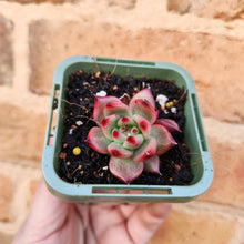 Load image into Gallery viewer, Echeveria Amestro - 66mm
