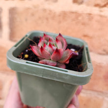Load image into Gallery viewer, Echeveria Amestro - 66mm
