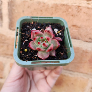 Echeveria Amestro - 66mm