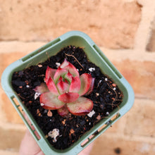 Load image into Gallery viewer, Echeveria Amestro - 66mm
