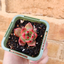 Load image into Gallery viewer, Echeveria Amestro - 66mm
