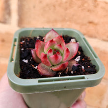 Load image into Gallery viewer, Echeveria Amestro - 66mm
